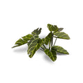 Laser Plants - Elephant Ear — Gamers Grass GGLP-EE