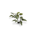 Laser Plants - Lords-and-Ladies — Gamers Grass GGLP-LAL